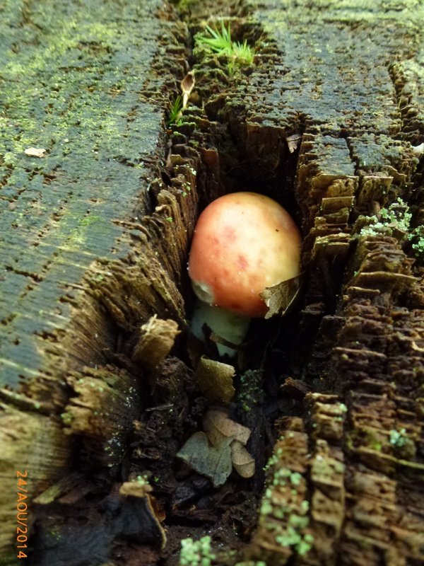 Russule qui a DU MAL A SORTIR